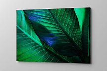 Obraz Banánovník 1813